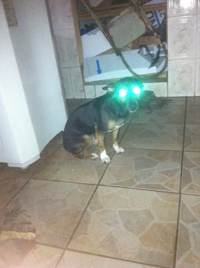 Cachorro ra a  idade 7 a 11 meses nome Thor