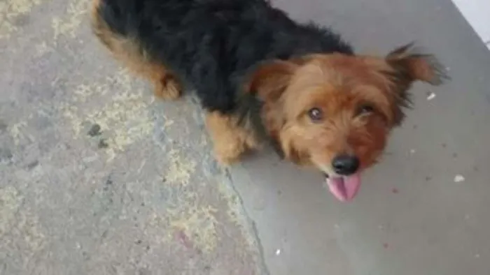Cachorro ra a srd idade 3 anos nome scooby