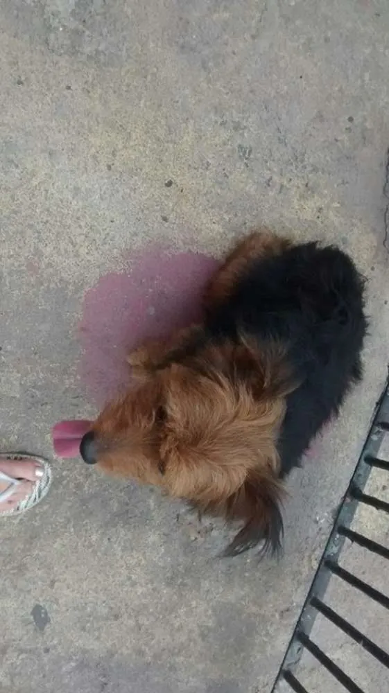 Cachorro ra a srd idade 3 anos nome scooby