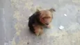 scooby