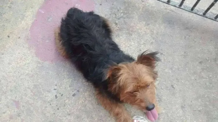 Cachorro ra a srd idade 3 anos nome scooby