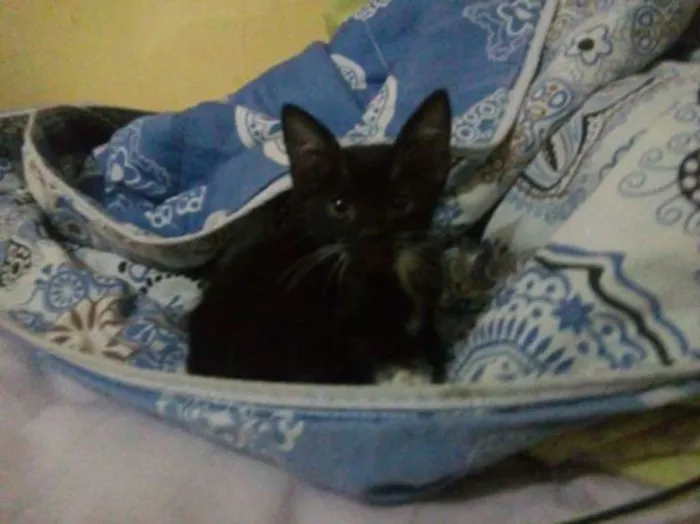 Gato ra a sem definição idade Abaixo de 2 meses nome Frajola