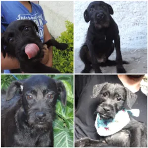 Cachorro raça Vira lata idade 2 a 6 meses nome Ze Pretim