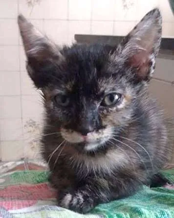 Gato ra a Escaminha idade 2 a 6 meses nome hantaro