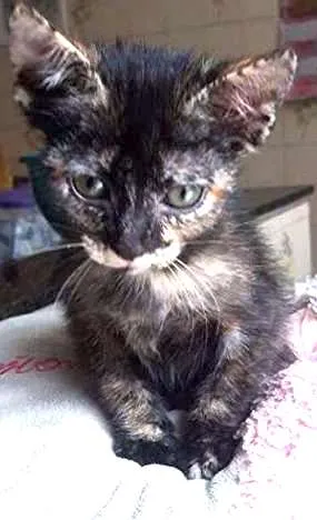 Gato ra a Escaminha idade 2 a 6 meses nome hantaro