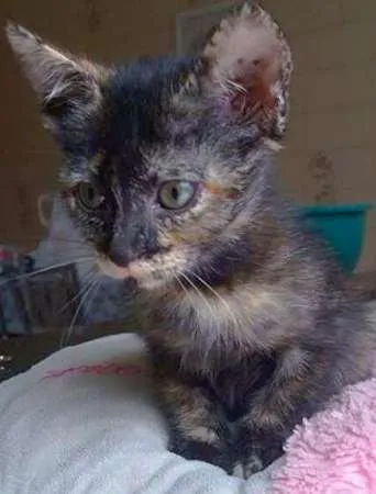 Gato ra a Escaminha idade 2 a 6 meses nome hantaro