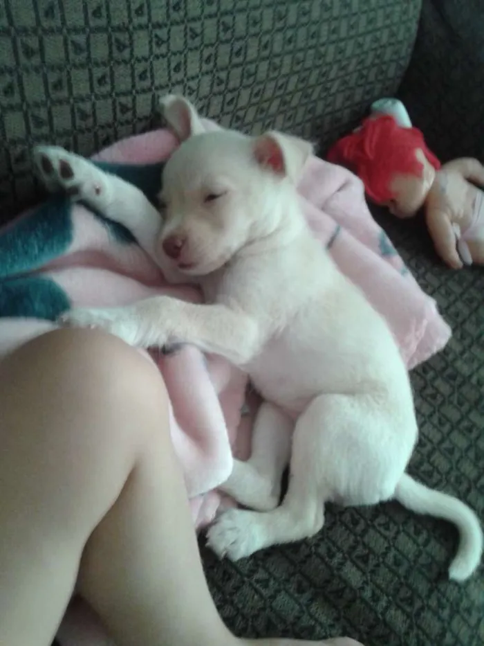 Cachorro ra a Indefinido idade 2 a 6 meses nome Lola