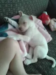 Lola
