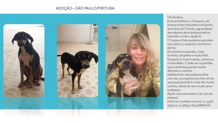 Cachorro raça SRD idade 1 ano nome Dengoso