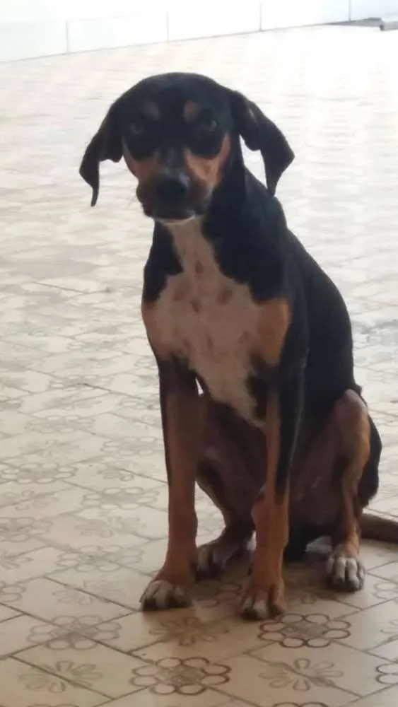Cachorro raça SRD idade 1 ano nome Dengoso