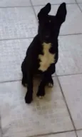 Bella