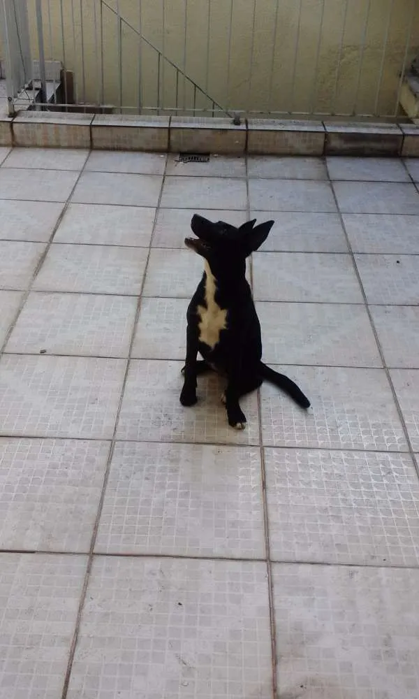 Cachorro ra a SRD idade 1 ano nome Bella