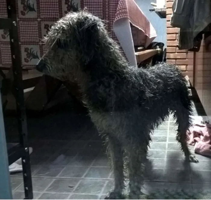 Cachorro ra a Poodle idade 2 anos nome SEM NOME