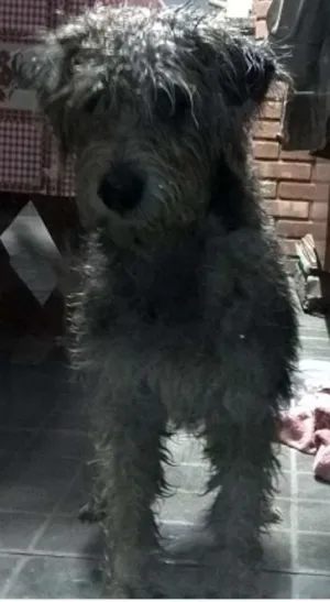 Cachorro raça Poodle idade 2 anos nome SEM NOME