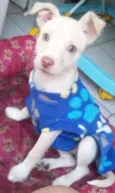 Lola