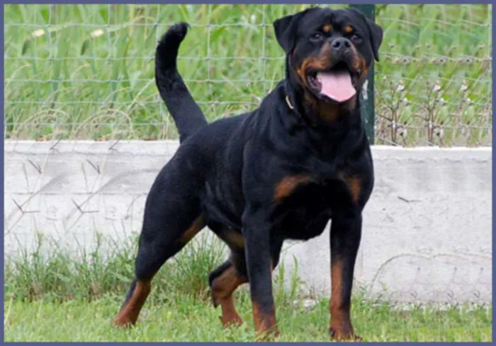 Cachorro ra a Rottweiler idade 1 ano nome Marlei