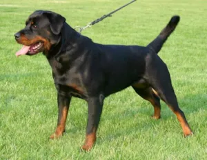 Cachorro raça Rottweiler idade 1 ano nome Marlei
