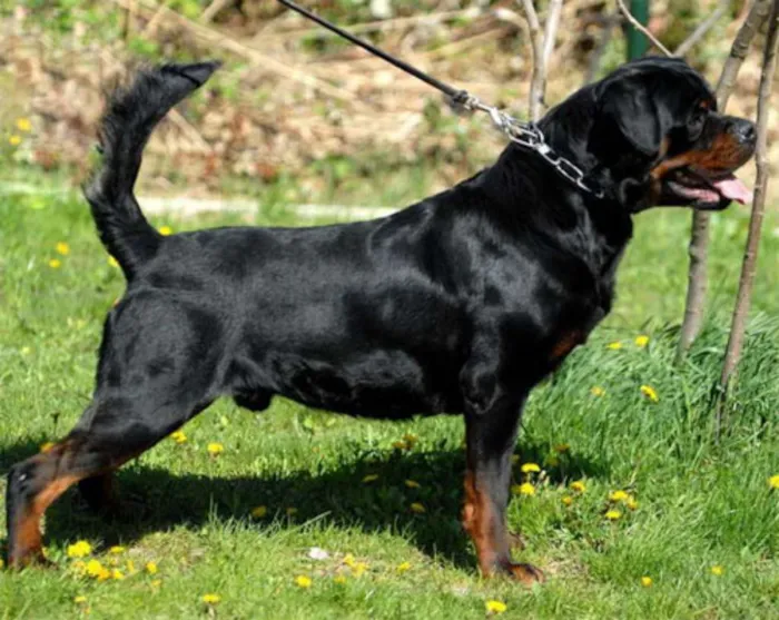 Cachorro ra a Rottweiler idade 1 ano nome Marlei