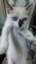 Gatinhos