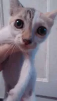 Gatinhos