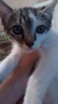 Gatinhos
