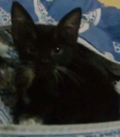 Gato ra a sem definição idade Abaixo de 2 meses nome Frajola