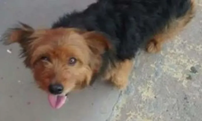 Cachorro ra a srd idade 3 anos nome scooby