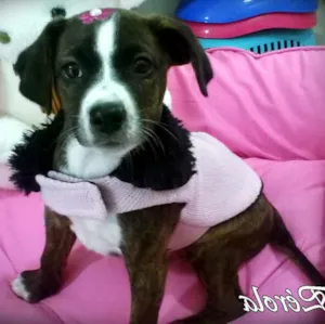 Cachorro raça SRD idade Abaixo de 2 meses nome Pérola