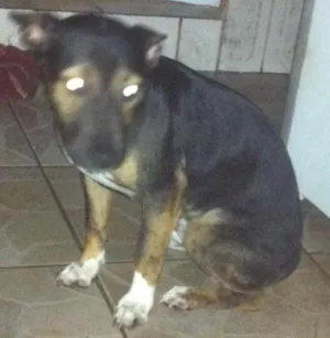 Cachorro raça  idade 7 a 11 meses nome Thor