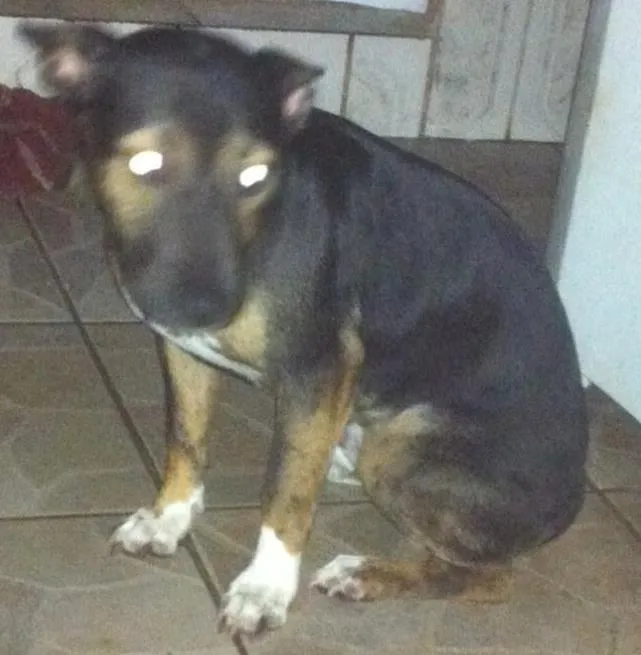 Cachorro ra a  idade 7 a 11 meses nome Thor