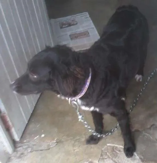 Cachorro ra a Virá lata idade 5 anos nome Charlotte