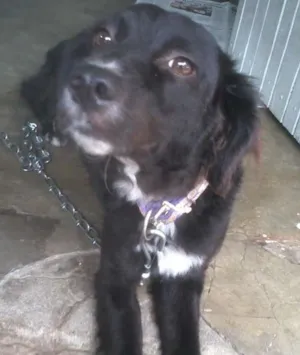 Cachorro raça Virá lata idade 5 anos nome Charlotte