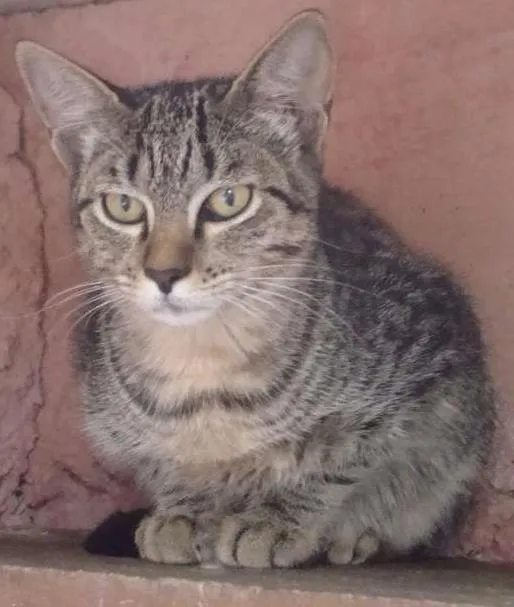 Gato ra a SRD idade 7 a 11 meses nome Rita