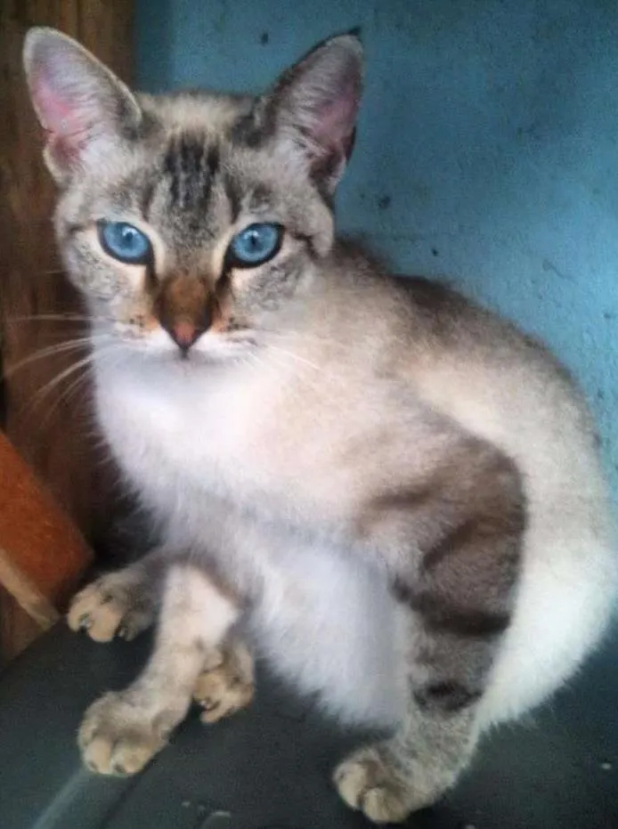 Gato ra a SRD idade 7 a 11 meses nome Melina