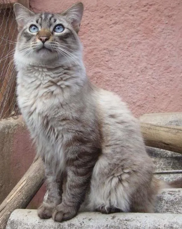 Gato ra a SRD idade 1 ano nome King