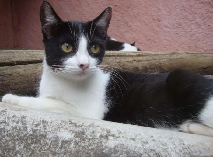 Gato ra a SRD idade 2 a 6 meses nome Lilly