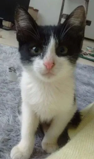 Gato raça SRD idade Abaixo de 2 meses nome Zoiudinha e Barrigu
