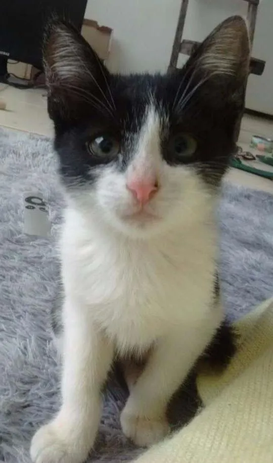 Gato ra a SRD idade Abaixo de 2 meses nome Zoiudinha e Barrigu