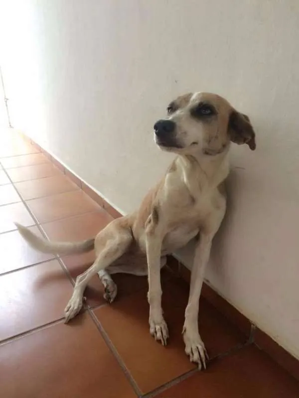 Cachorro raça sem raça idade 2 anos nome perla