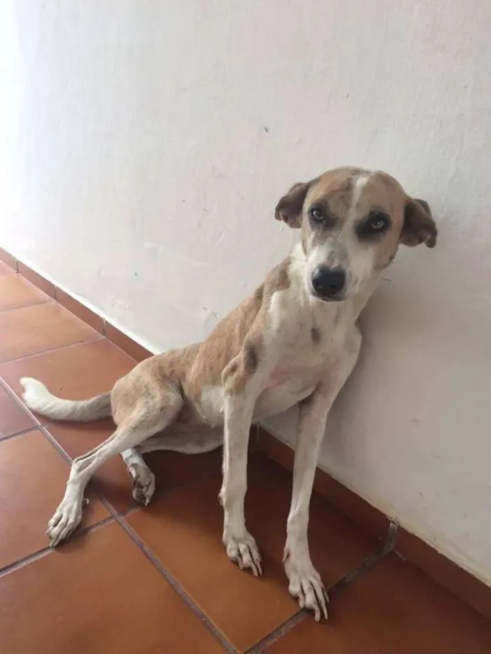 Cachorro raça sem raça idade 2 anos nome perla