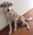 perla