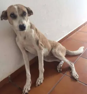 Cachorro raça sem raça idade 2 anos nome perla