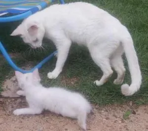 Gato raça mestiça idade 2 anos nome Beck