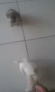 Mel e Belinha