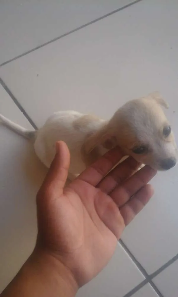 Cachorro raça vira lata idade Abaixo de 2 meses nome Mel e Belinha