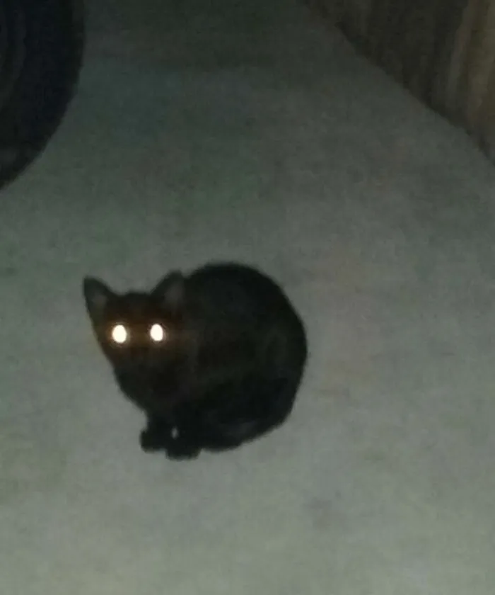 Gato ra a  idade 2 a 6 meses nome Aparecido