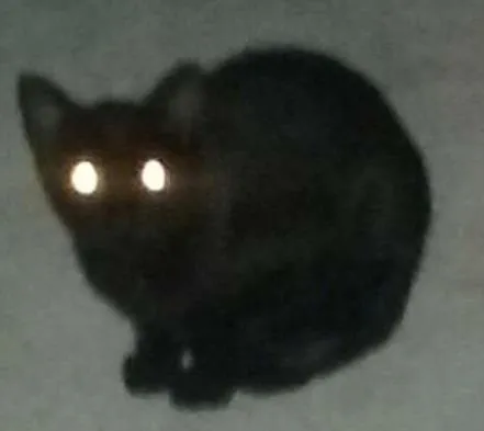 Gato ra a  idade 2 a 6 meses nome Aparecido