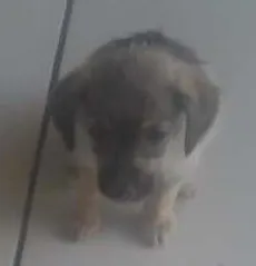 Cachorro raça vira lata idade Abaixo de 2 meses nome Mel e Belinha