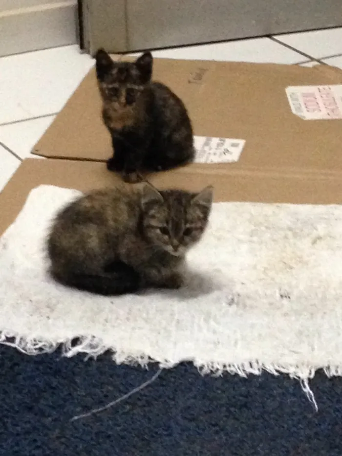 Gato ra a  idade Abaixo de 2 meses nome Sem nomes