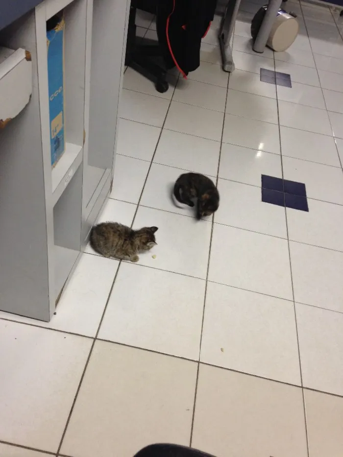Gato ra a  idade Abaixo de 2 meses nome Sem nomes